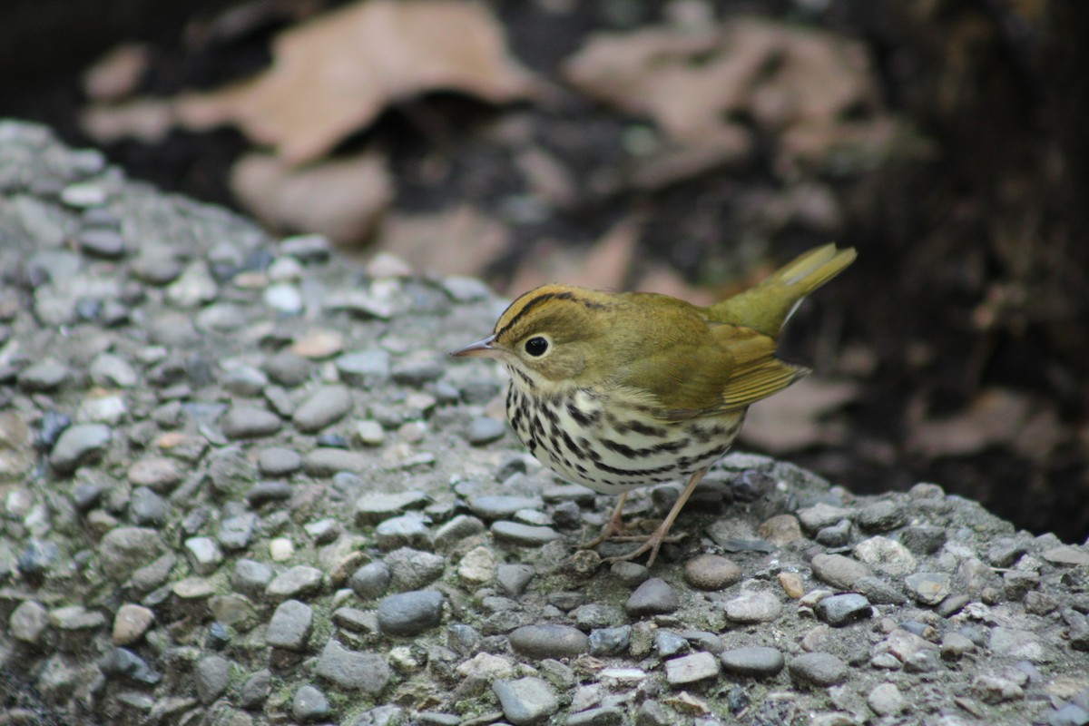 Ovenbird - ML623931484