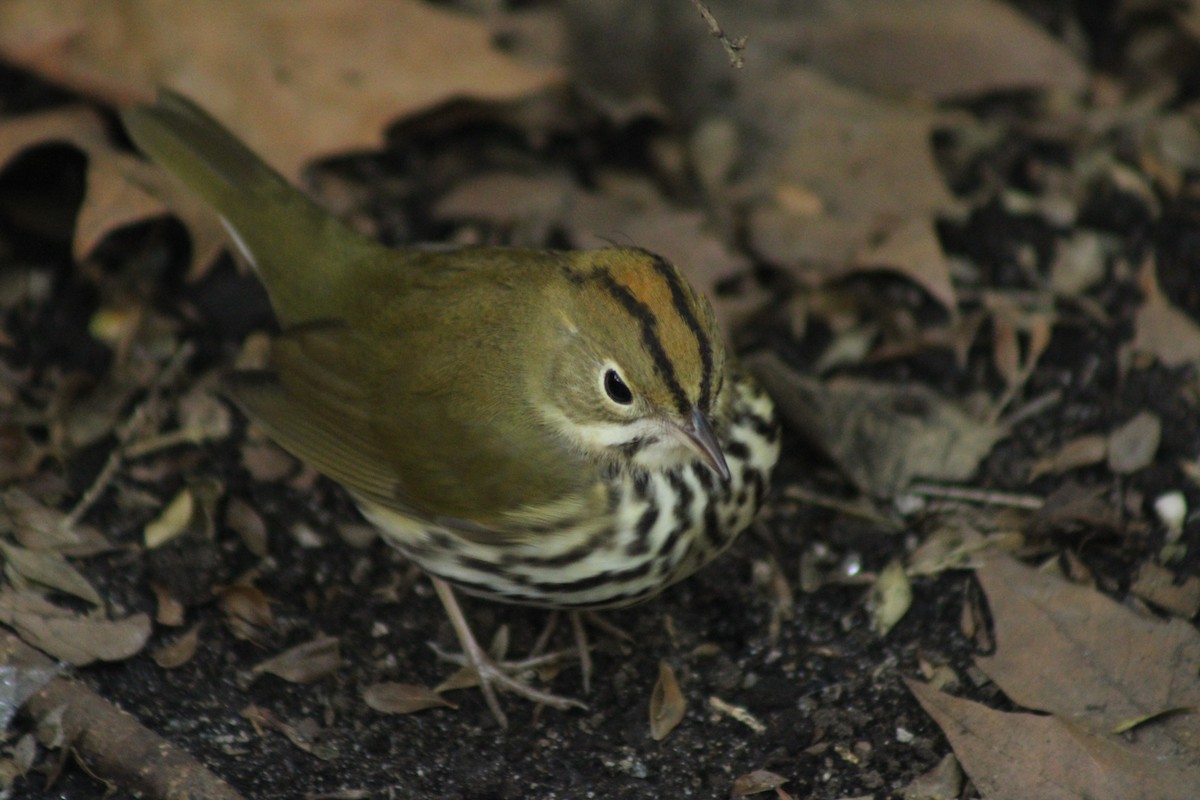 Ovenbird - ML623931485