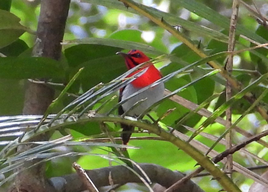 Temminck's Sunbird - ML623931492