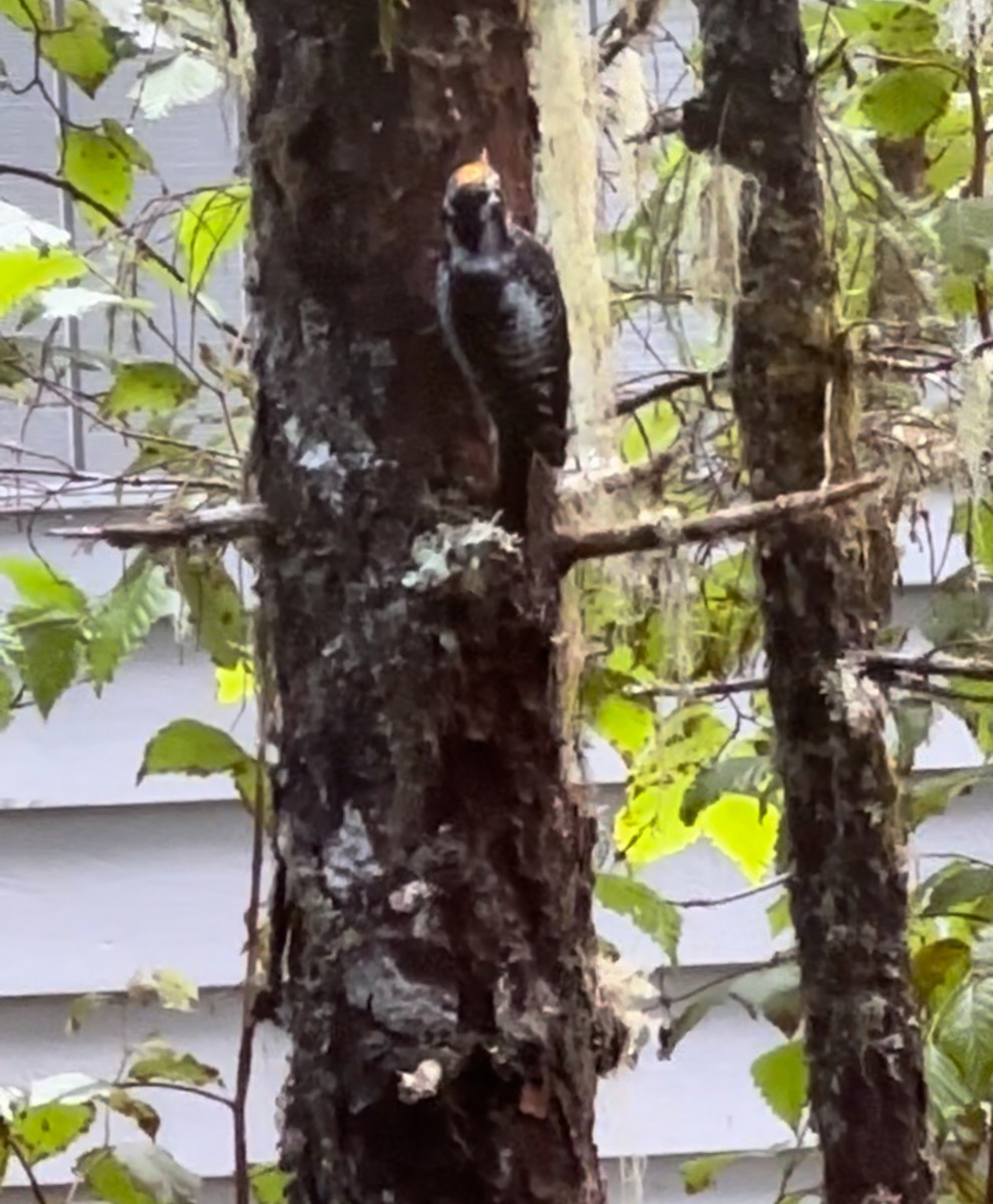 American Three-toed Woodpecker - ML623931495