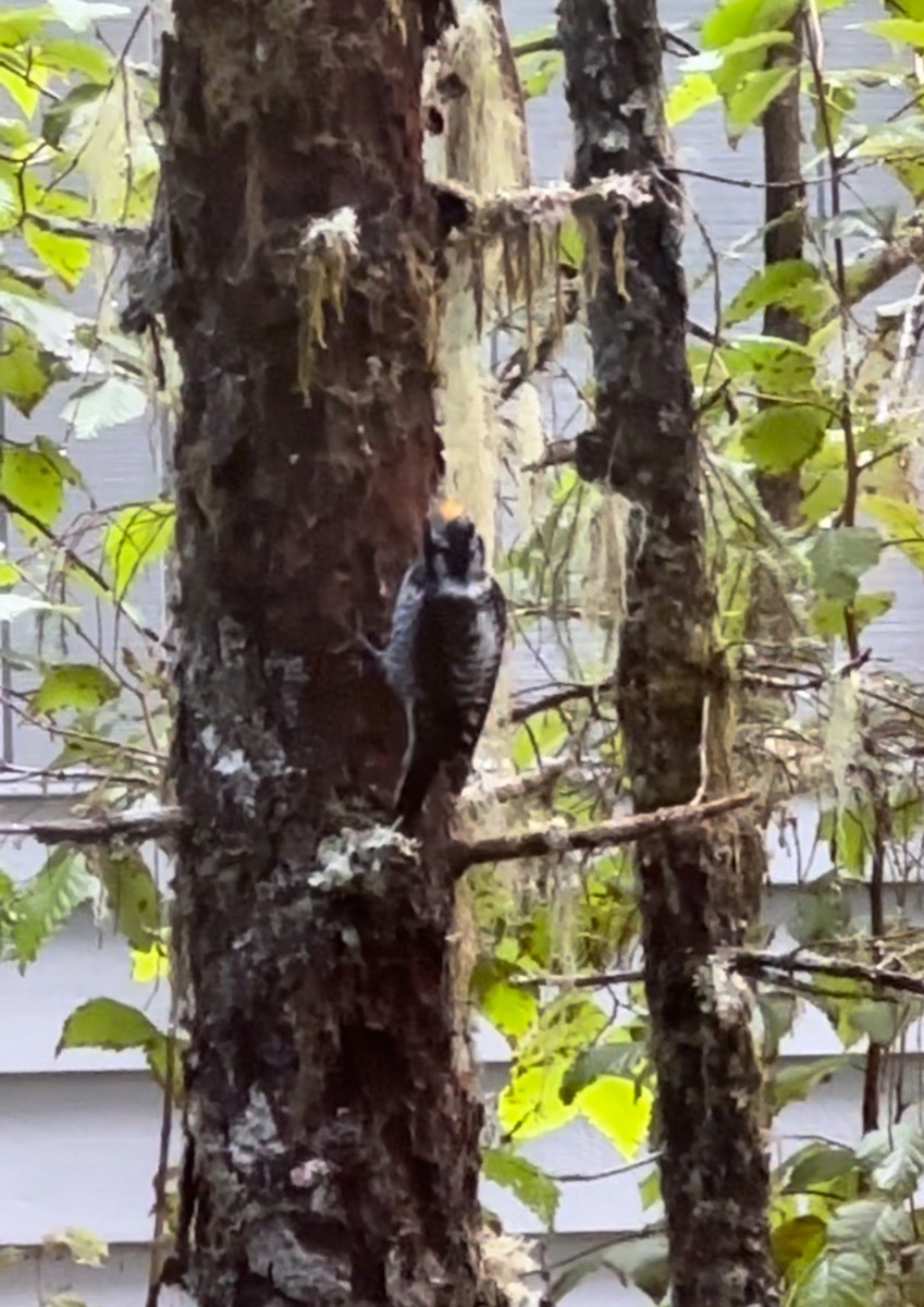 American Three-toed Woodpecker - Kate O’Connor