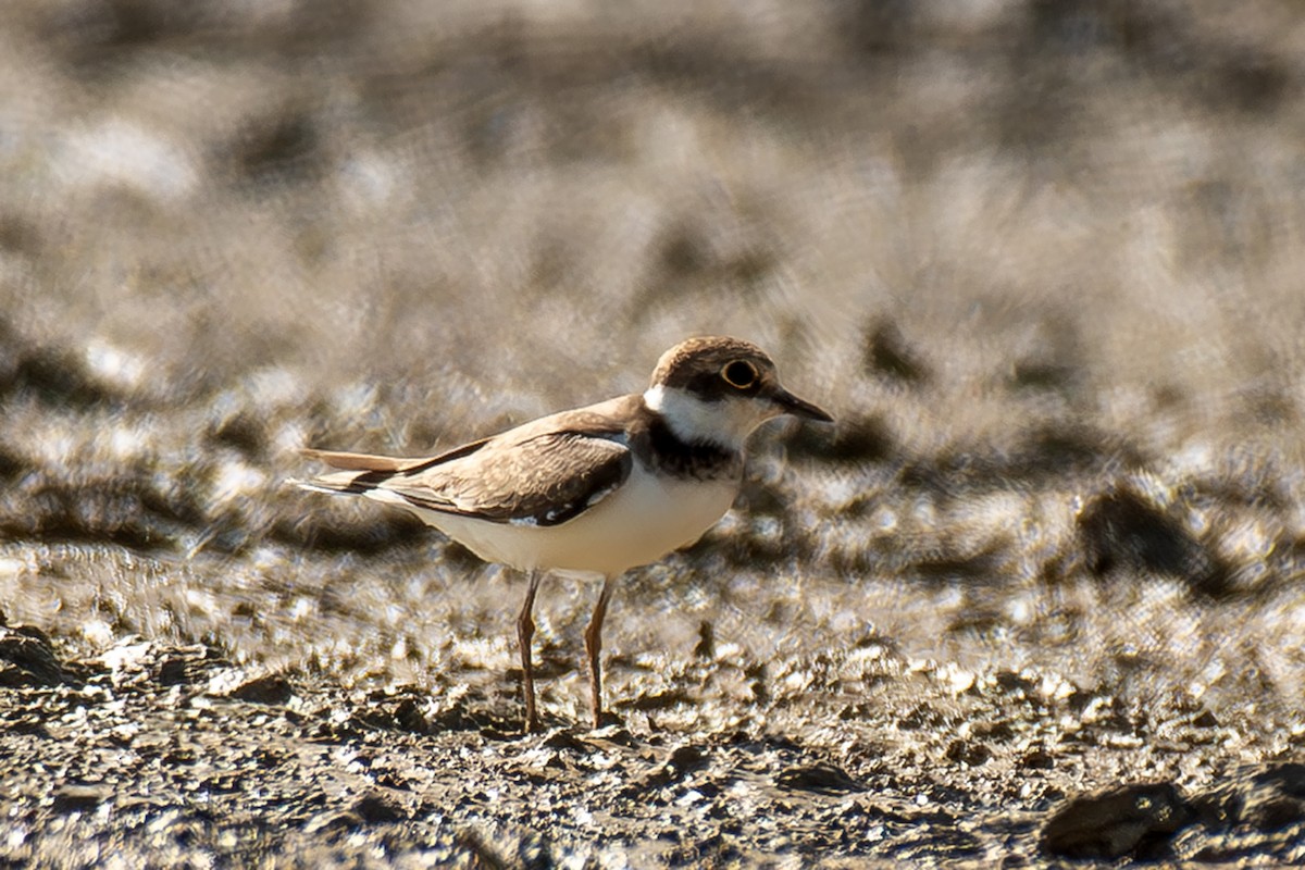 Little Ringed Plover - ML623931499