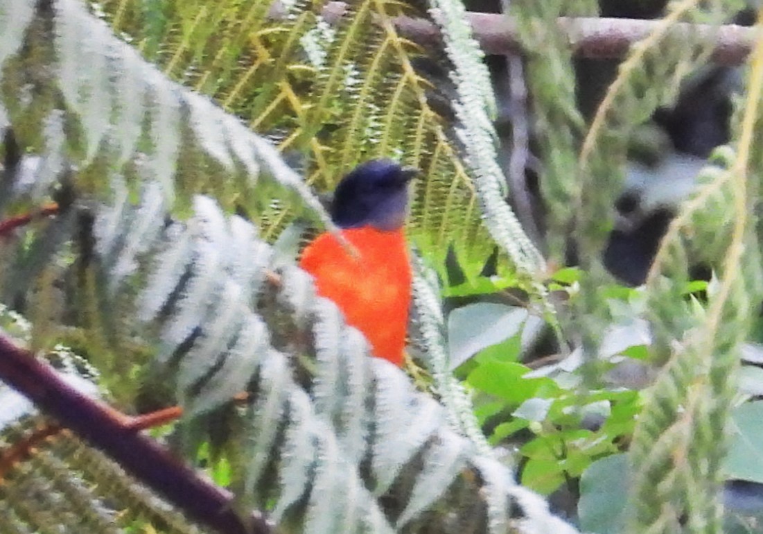 Gray-chinned Minivet - ML623931517