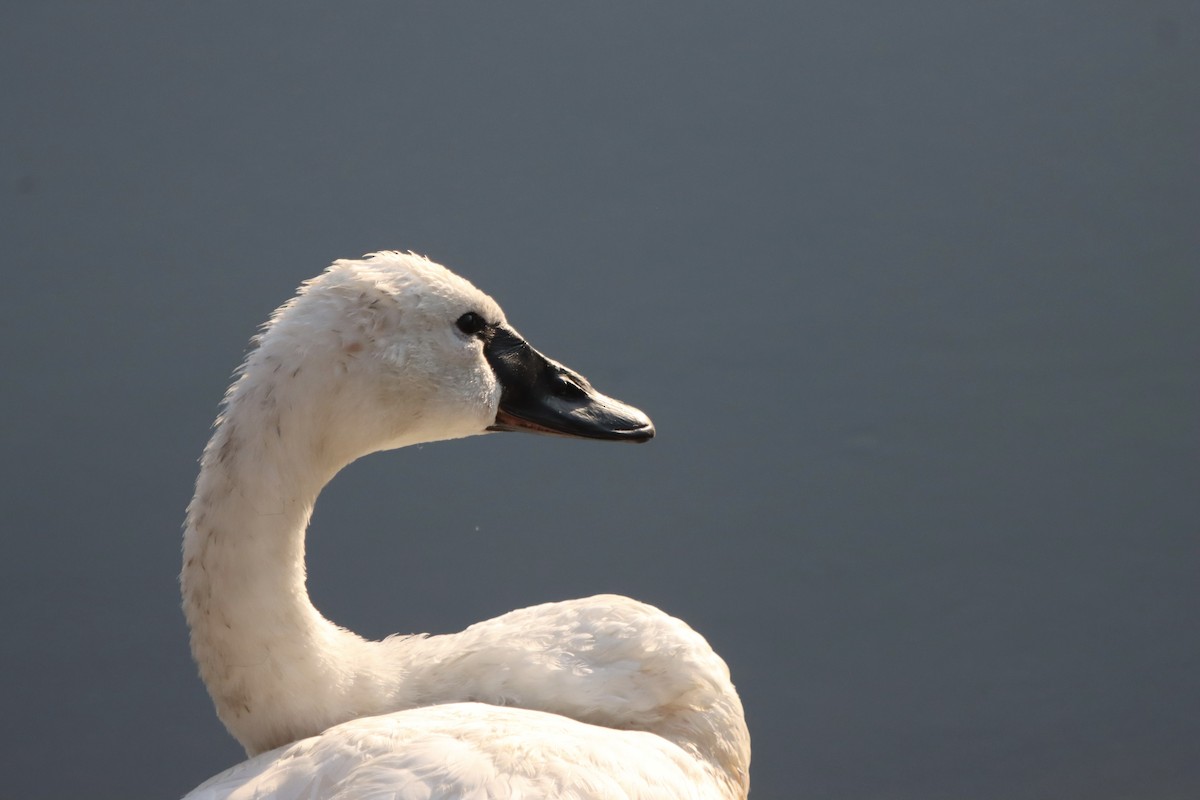 Cisne Trompetero - ML623931522