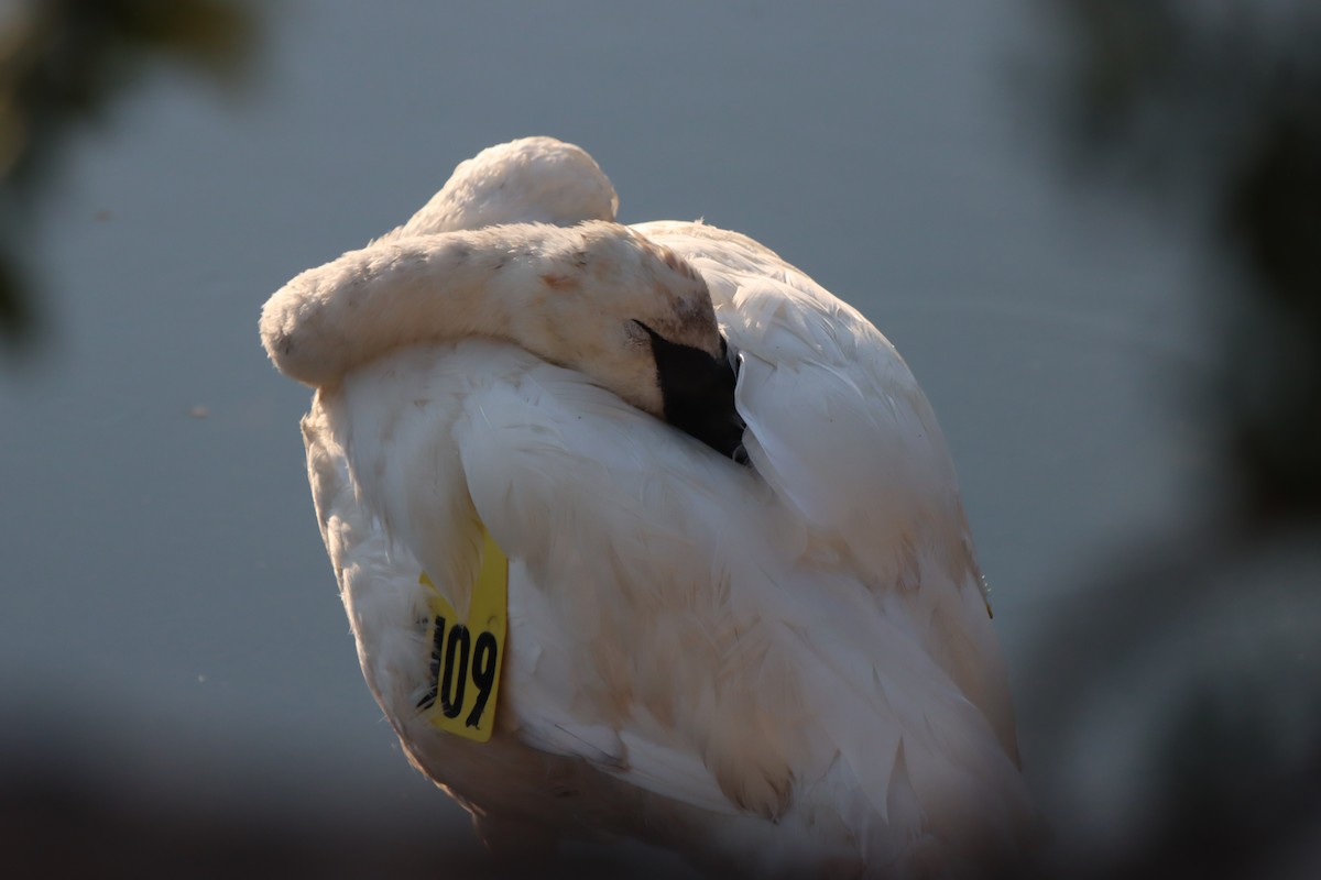 Trumpeter Swan - Jude Szabo