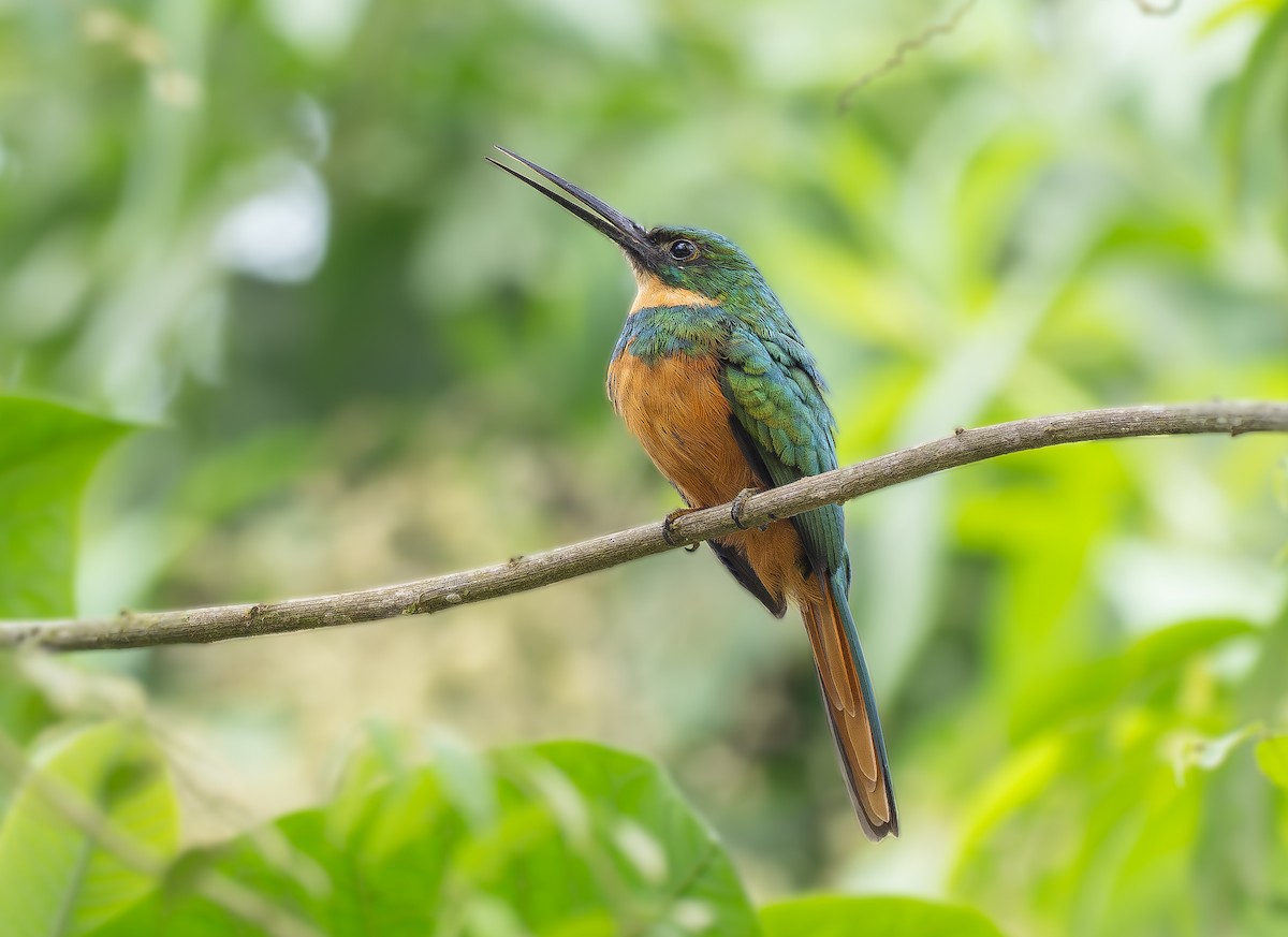 Rufous-tailed Jacamar - ML623931531