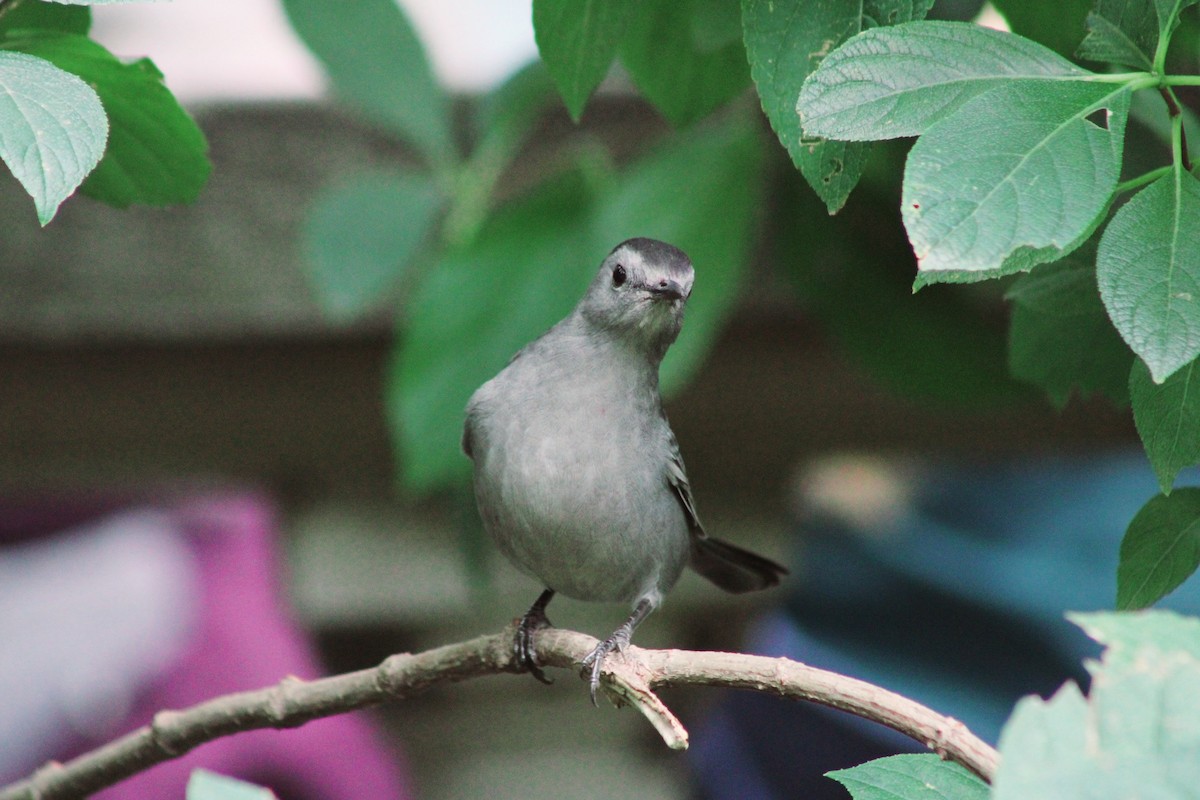 Gray Catbird - ML623931532