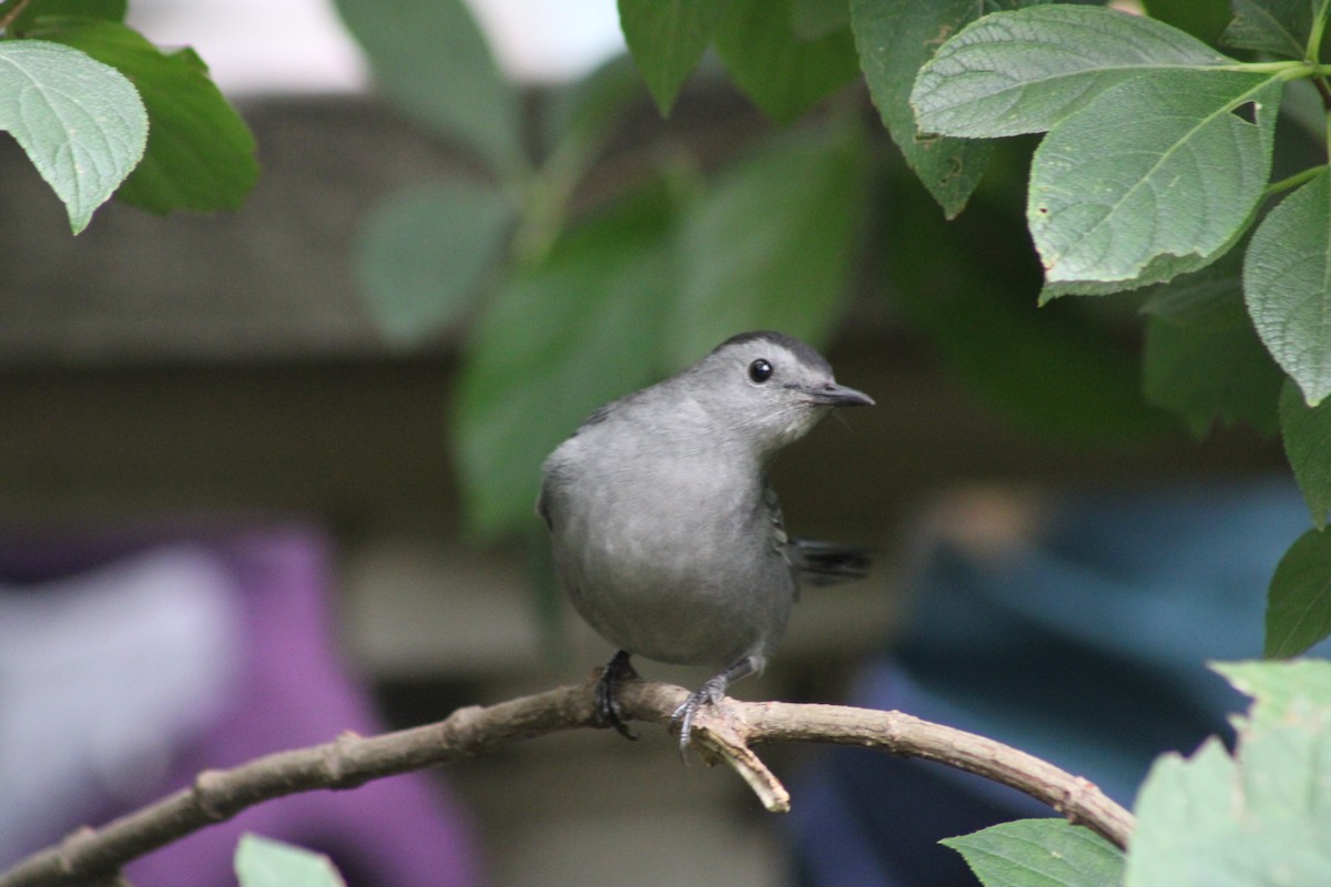 Gray Catbird - ML623931533