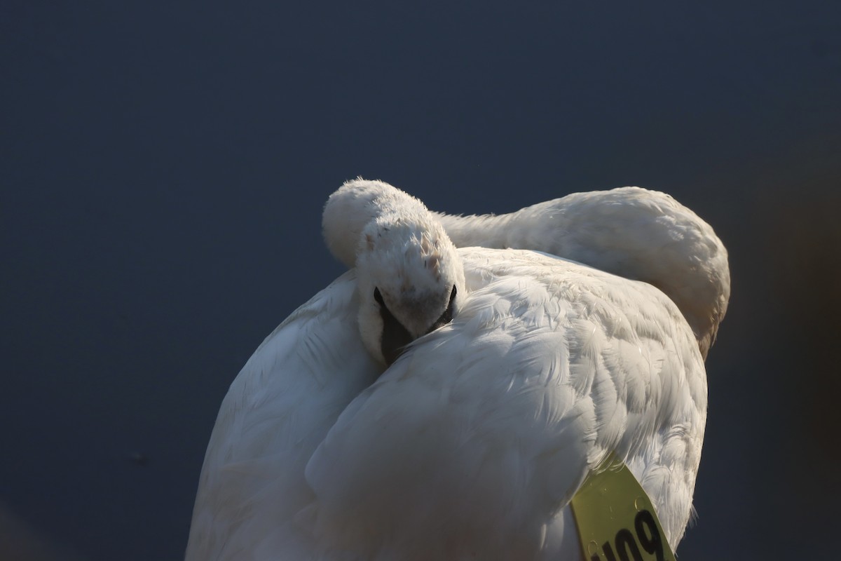 Cisne Trompetero - ML623931540