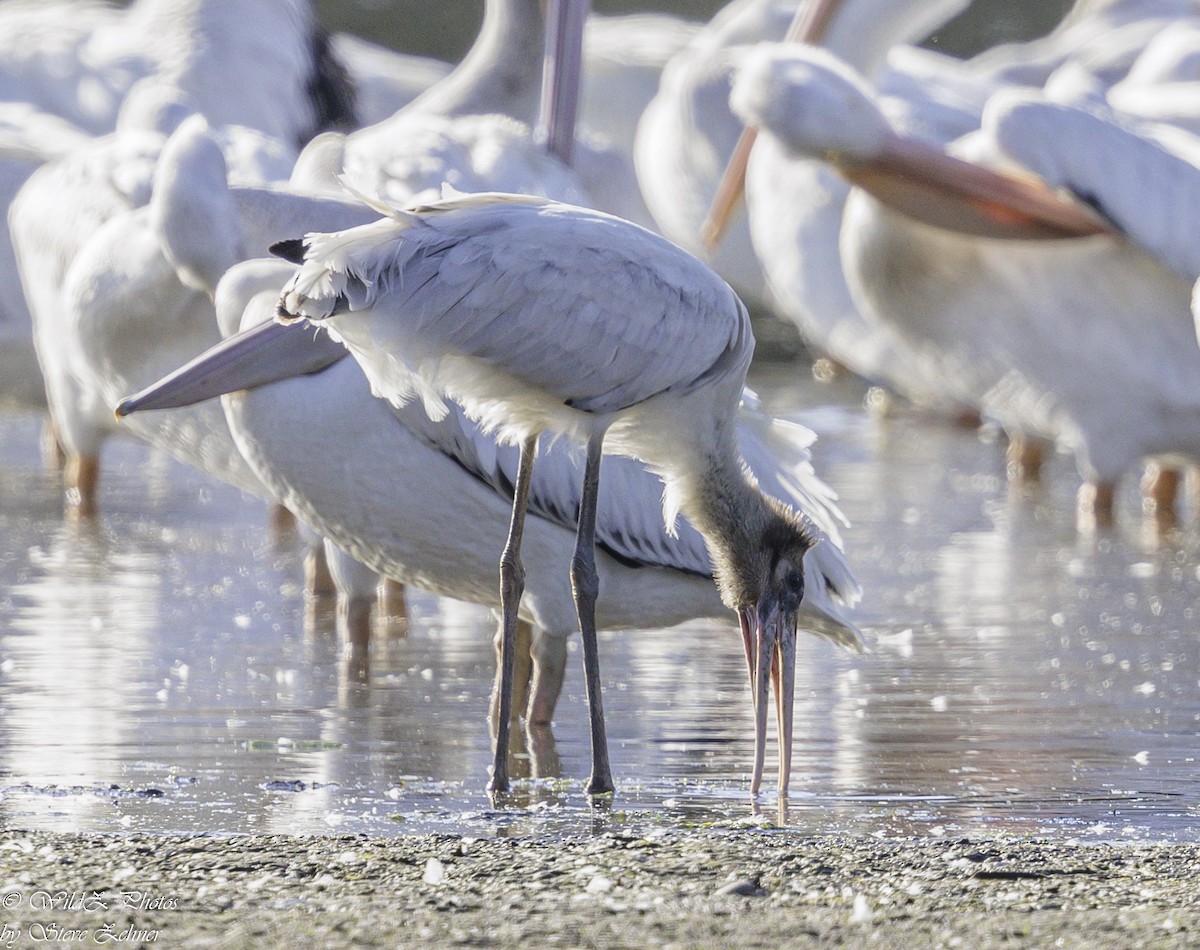 Wood Stork - ML623931541