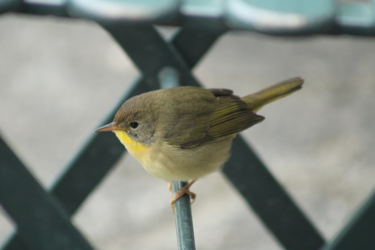 Common Yellowthroat - ML623931546