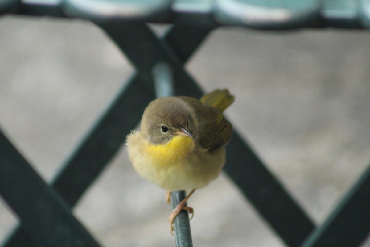 Common Yellowthroat - ML623931548