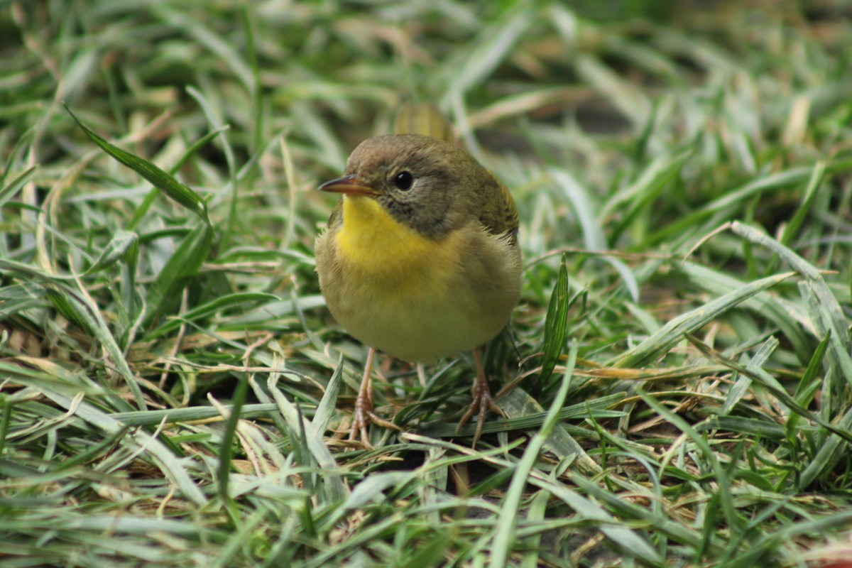 Common Yellowthroat - ML623931549