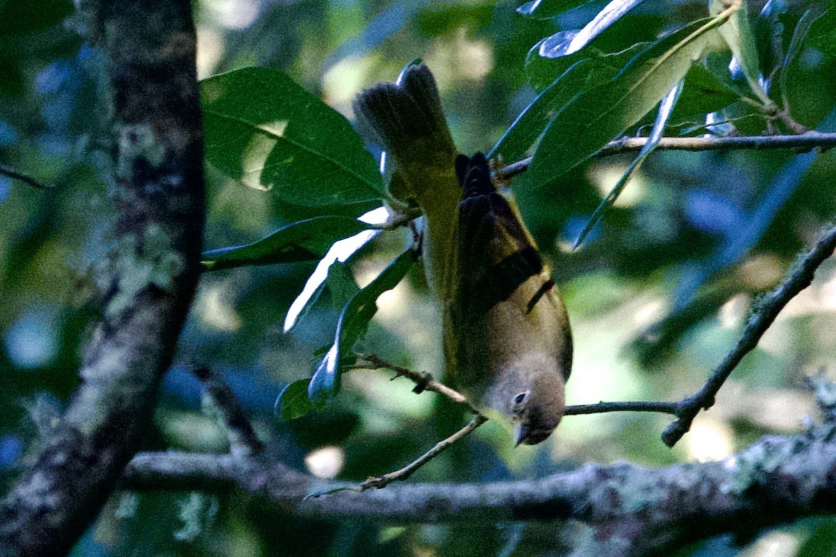 Nashville Warbler - ML623931553