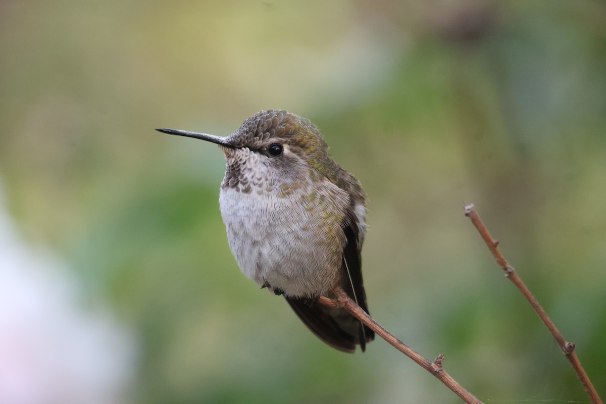 Anna's Hummingbird - ML623931566