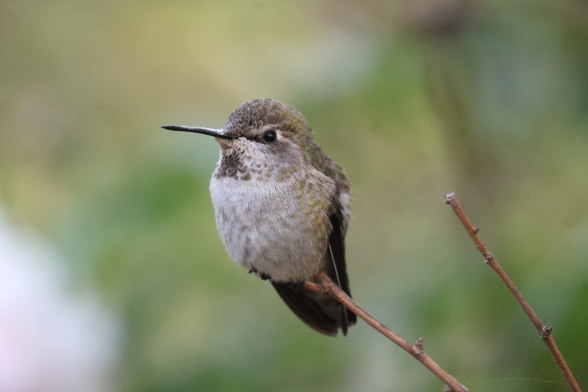 Anna's Hummingbird - ML623931567