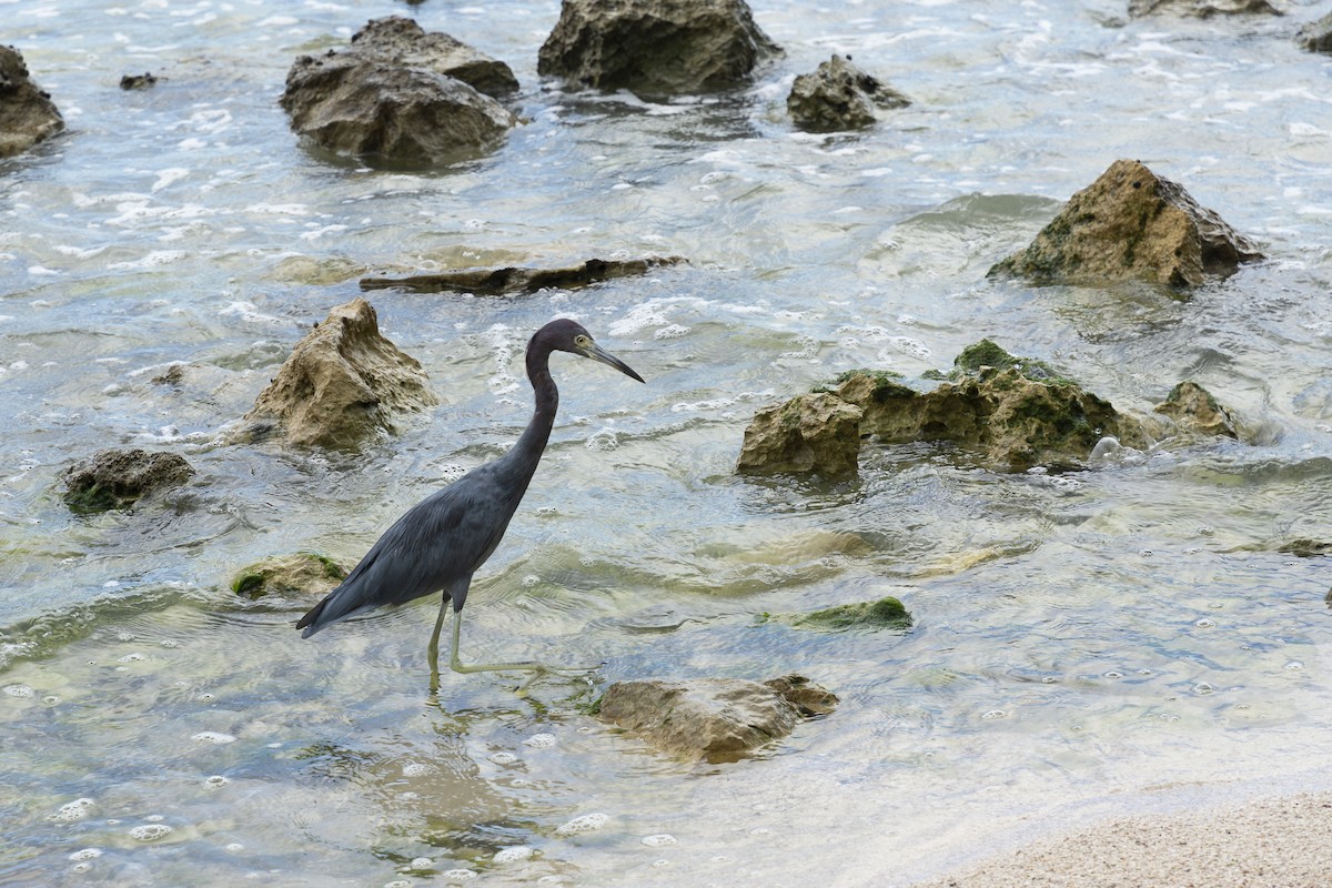 Little Blue Heron - ML623931568