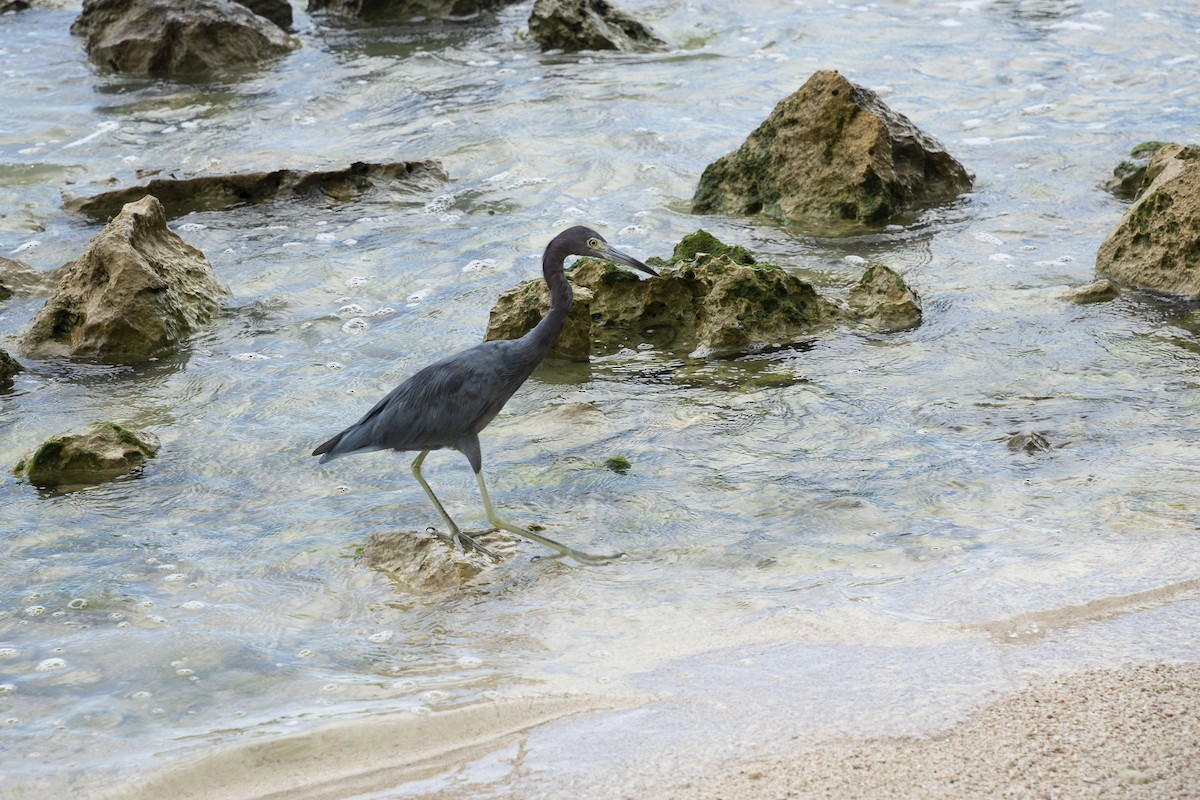 Little Blue Heron - ML623931569