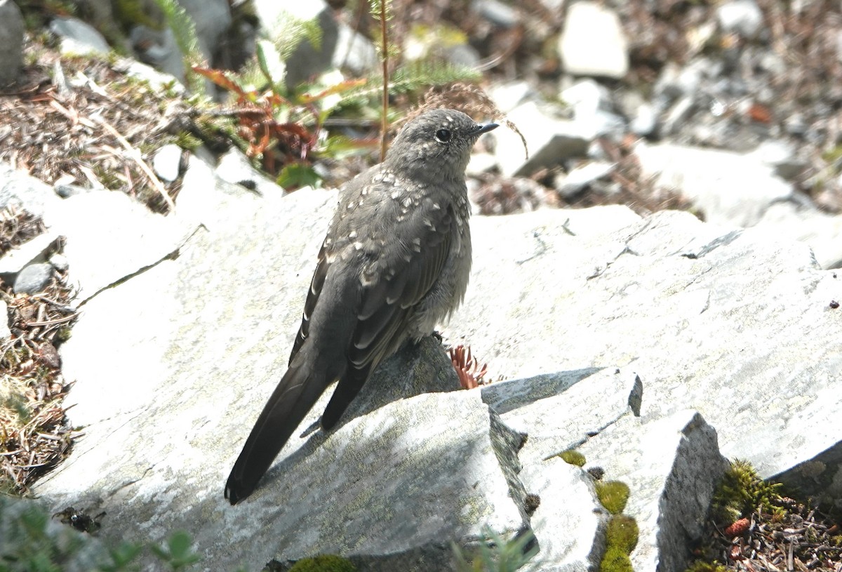 Townsend's Solitaire - ML623931576