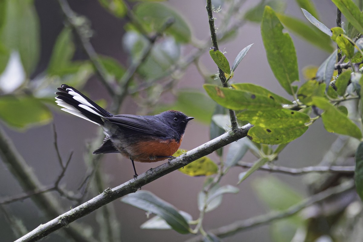 Slate-throated Redstart - Ryan Sanderson