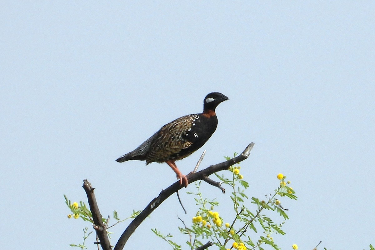 Black Francolin - ML623931589