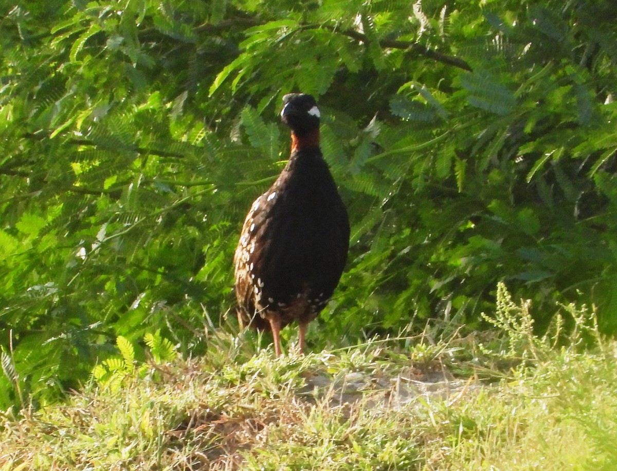 Black Francolin - Vivek Sharma