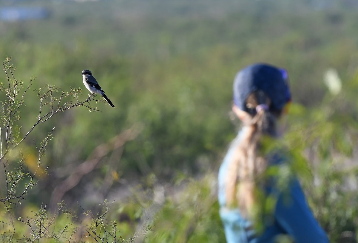 Loggerhead Shrike - ML623931603