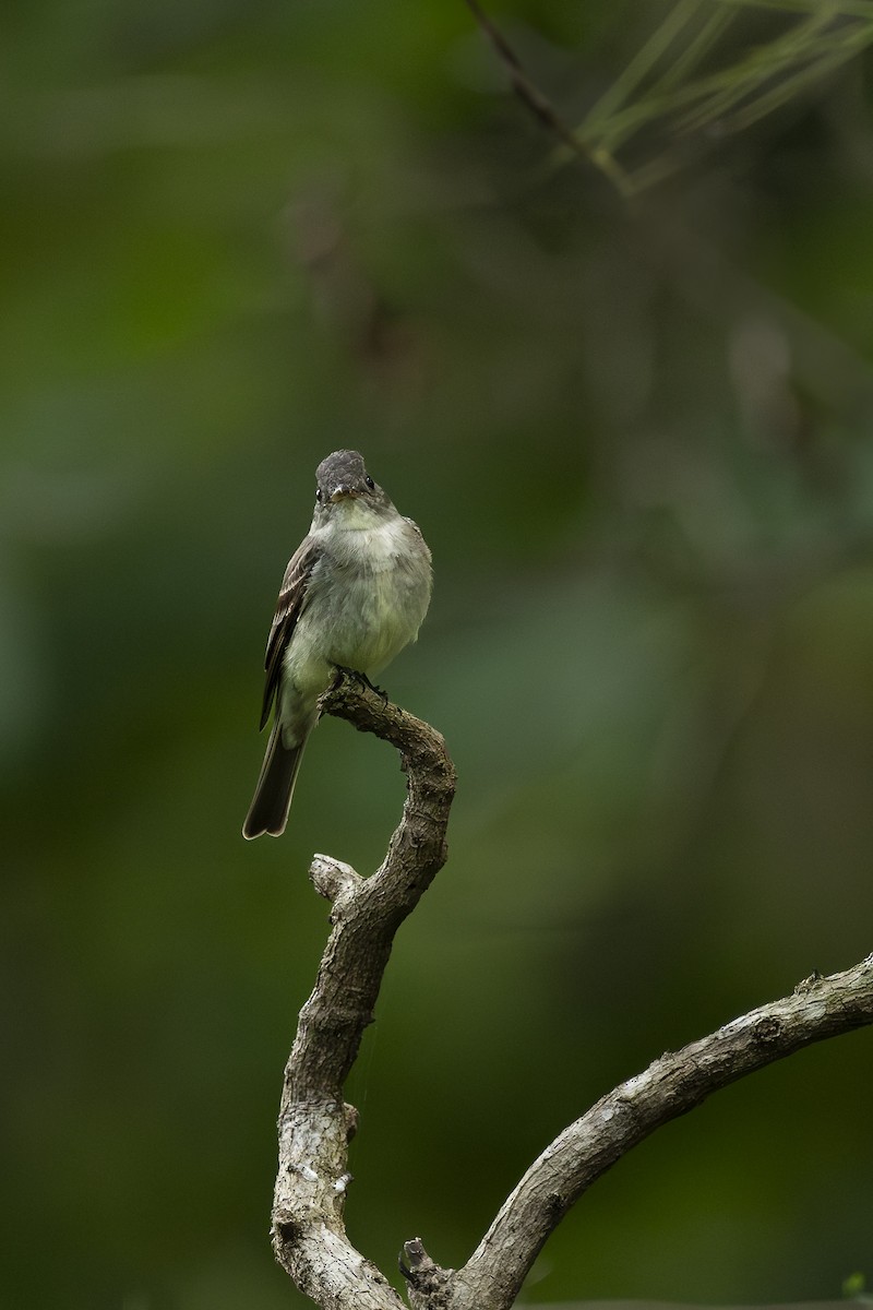 Eastern Wood-Pewee - ML623931605