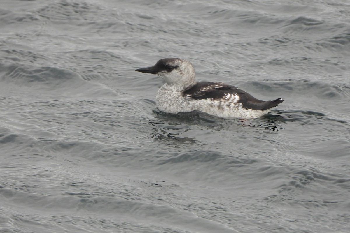 Black Guillemot - ML623931606