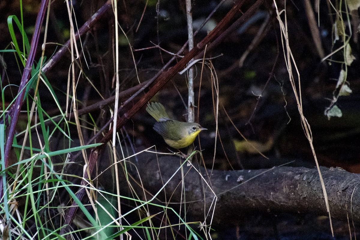 Common Yellowthroat - ML623931612