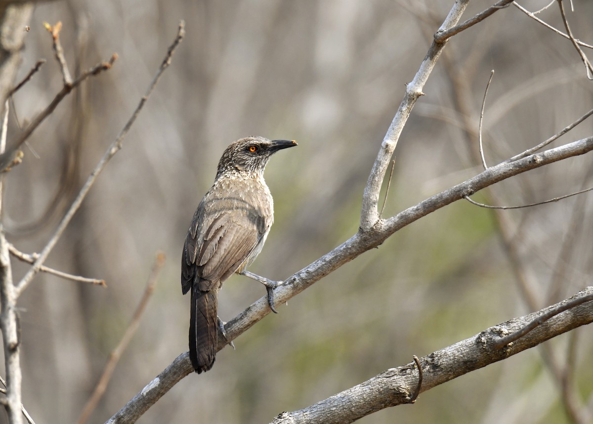 Arrow-marked Babbler - ML623931615