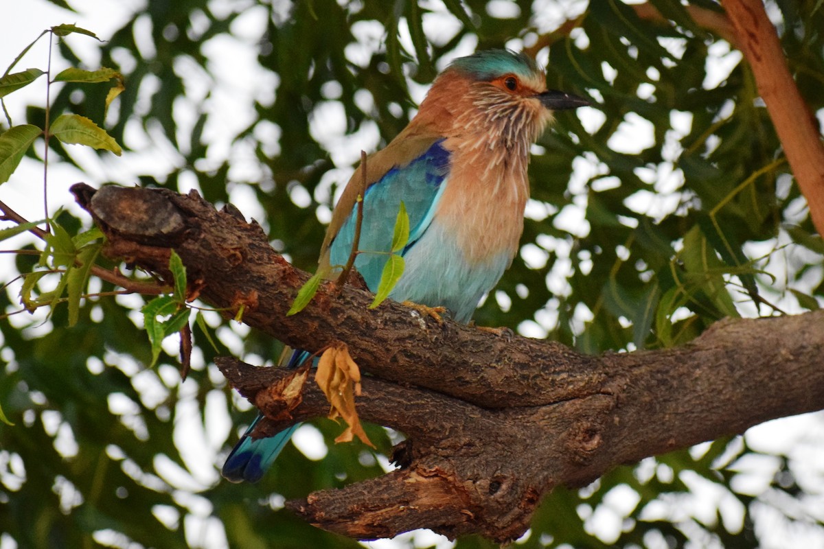 Indian Roller - ML623931672