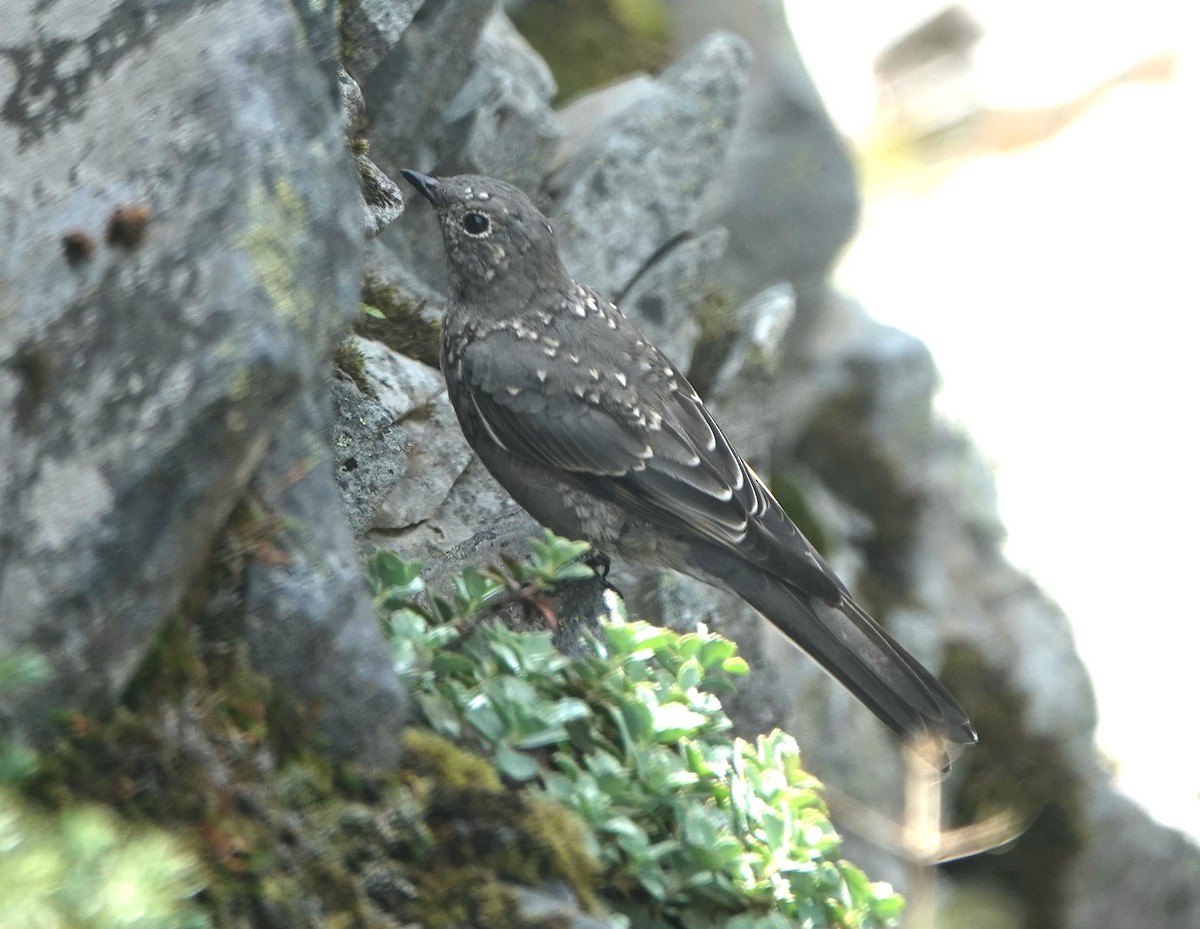 Townsend's Solitaire - ML623931679