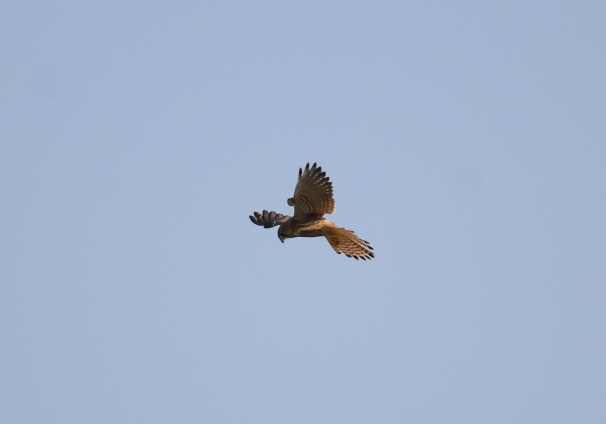 Eurasian Kestrel - Vivek Sharma