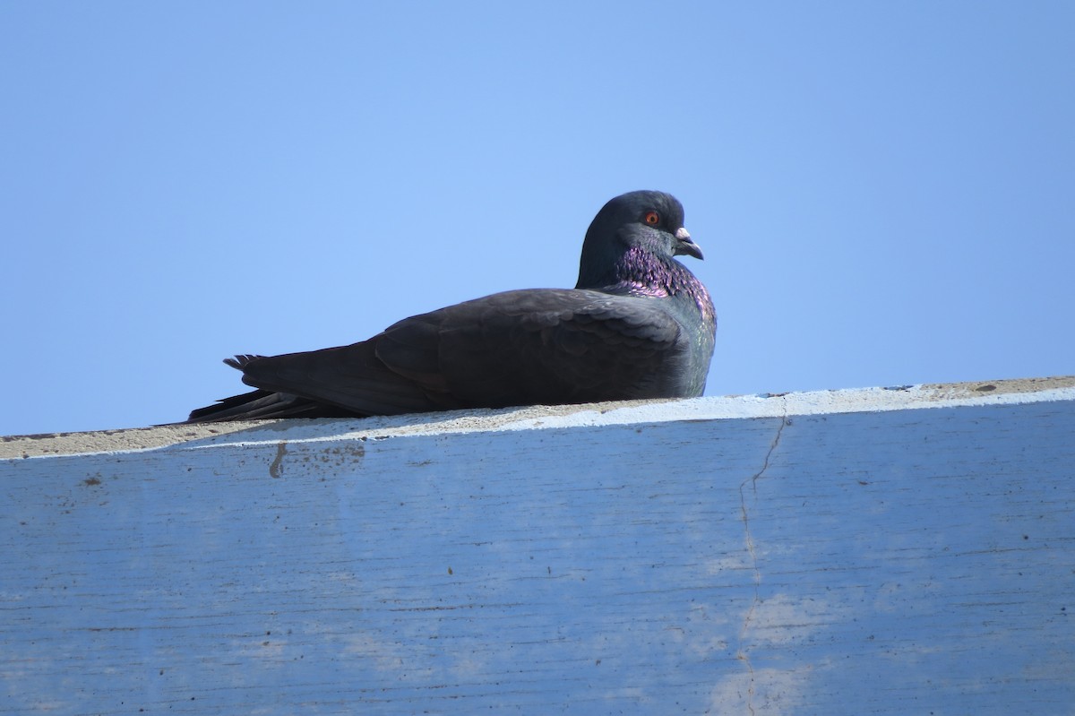 Rock Pigeon (Feral Pigeon) - ML623931684