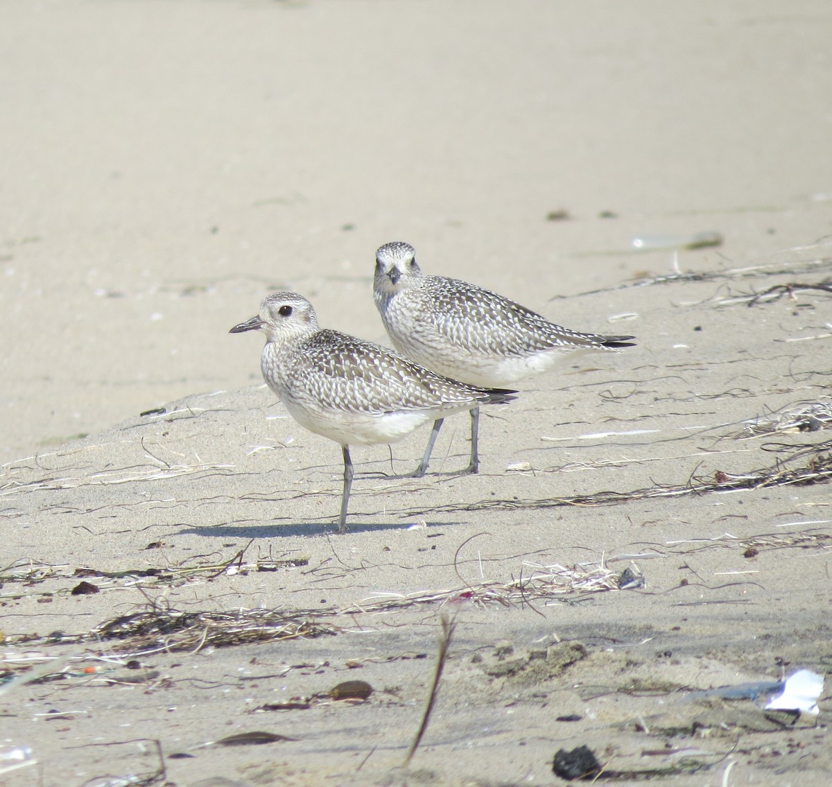 Black-bellied Plover - ML623931687