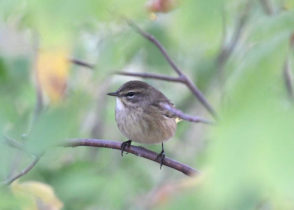 Palm Warbler (Western) - ML623931688