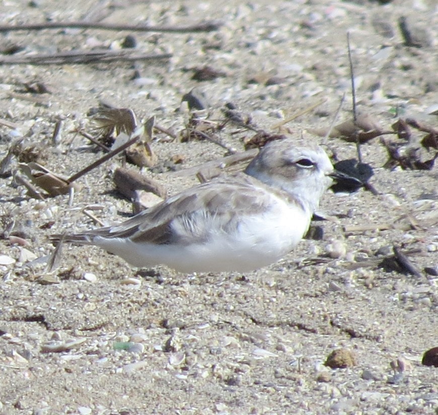 Snowy Plover - ML623931690