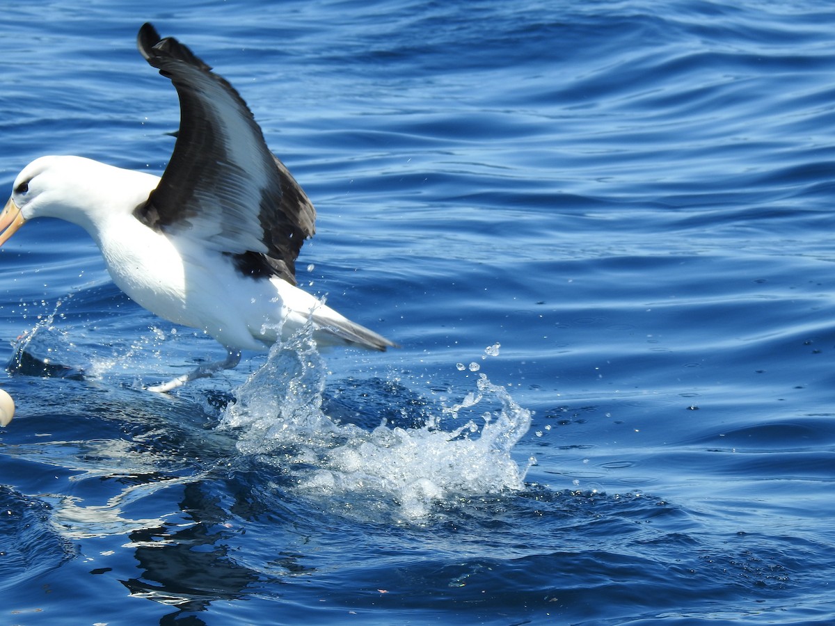 Albatros à sourcils noirs - ML623931691