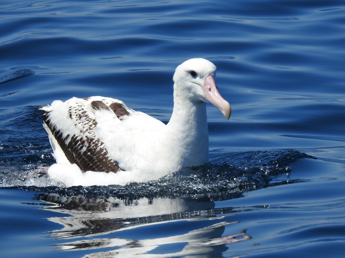 Antipodean Albatross - ML623931700