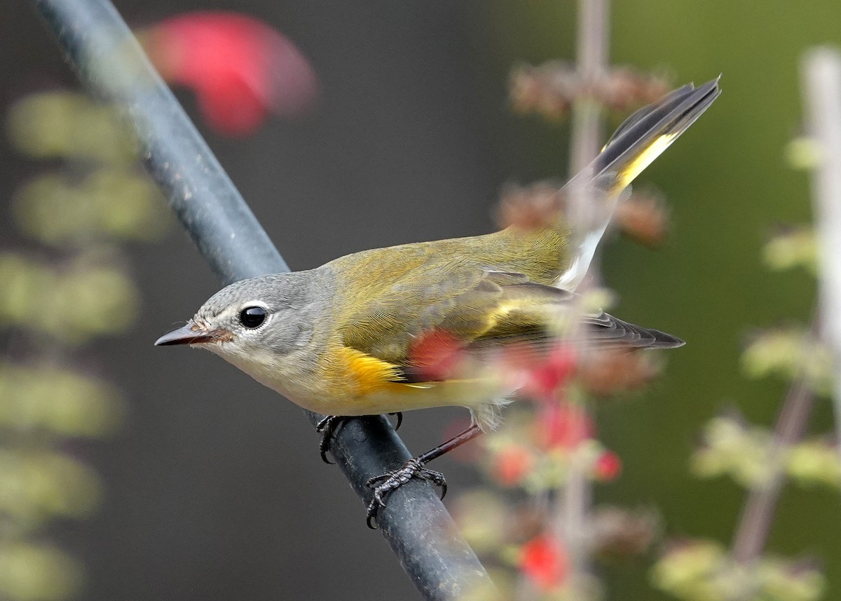 American Redstart - ML623931704