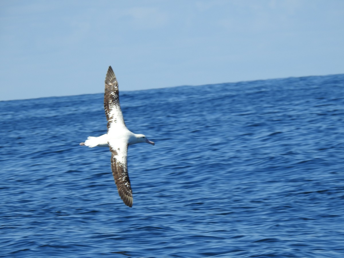 Albatros des Antipodes - ML623931710