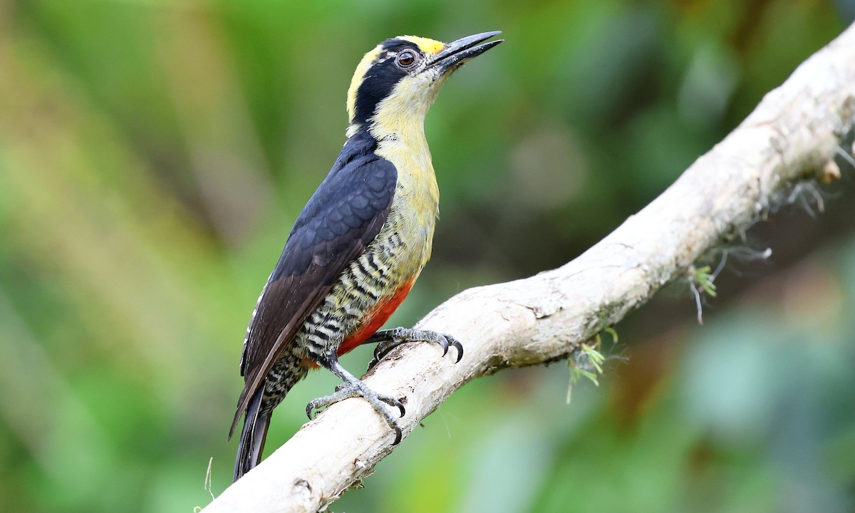 Golden-naped Woodpecker - ML623931717