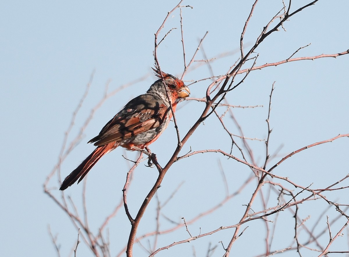 Pyrrhuloxia - ML623931729