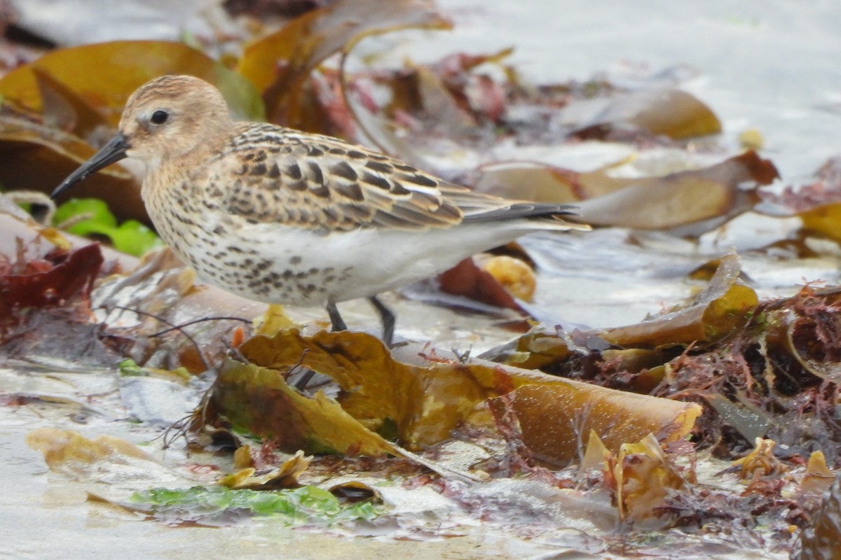 Dunlin - ML623931732