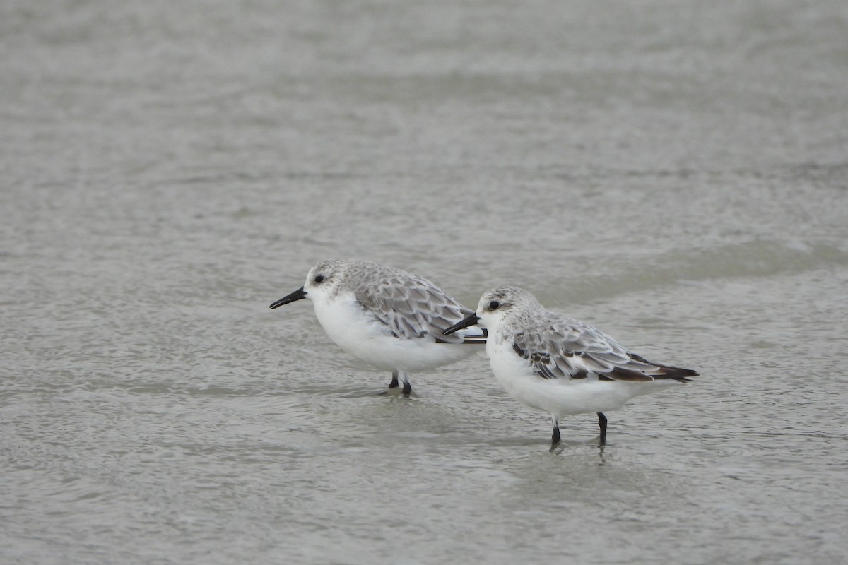 Sanderling - ML623931733