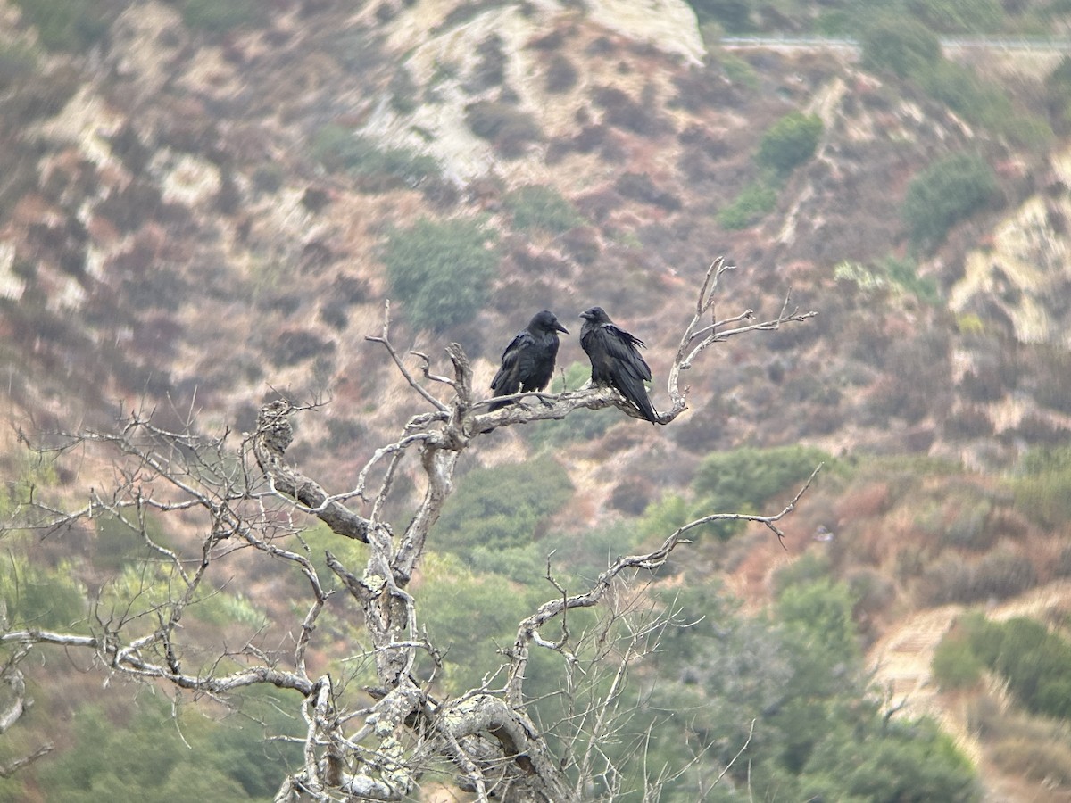 Common Raven - ML623931742