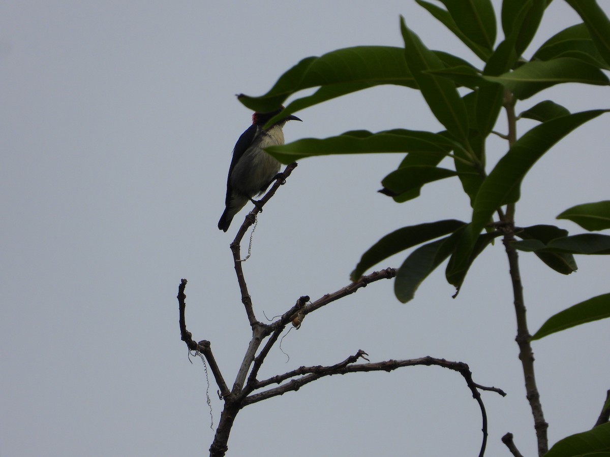 Scarlet-backed Flowerpecker - ML623931744