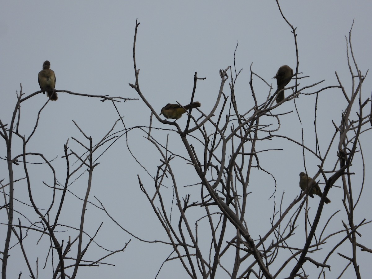 Streak-eared Bulbul - ML623931751