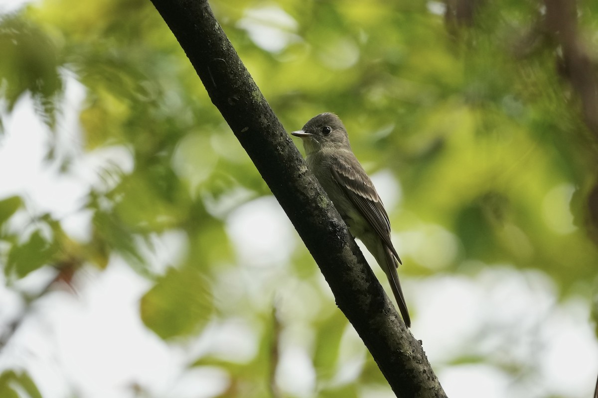 Eastern Wood-Pewee - ML623931752